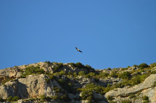 vulture birds raptor