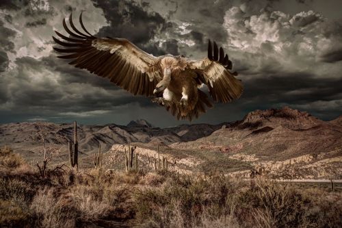 vulture bird fantasy