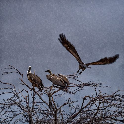 vulture flight rain