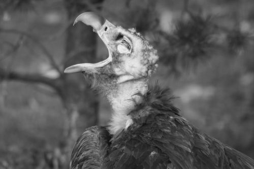 vulture bird predator