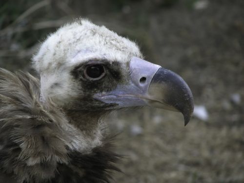 vulture bird scavengers