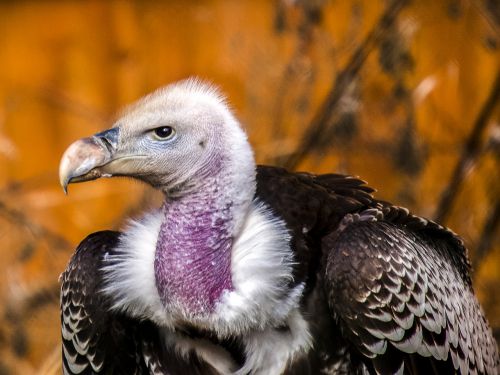 vulture bird nature
