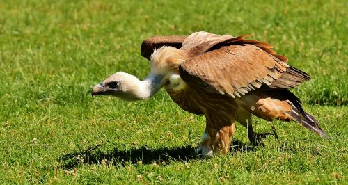 vulture bird of prey raptor