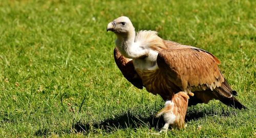 vulture bird of prey raptor
