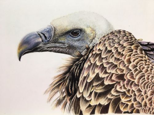 vulture bird nature