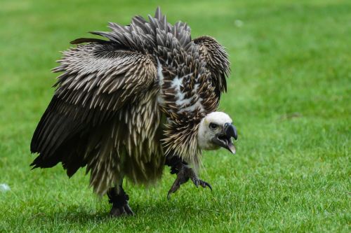 vulture bird of prey bird