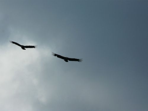 vulture raptor birds