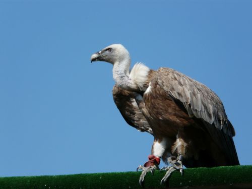 vulture birds raptor