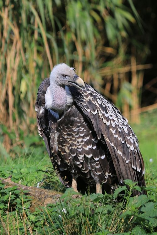 vulture raptor bird