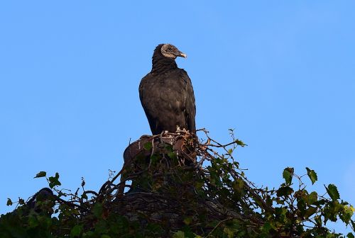 vulture perching silo