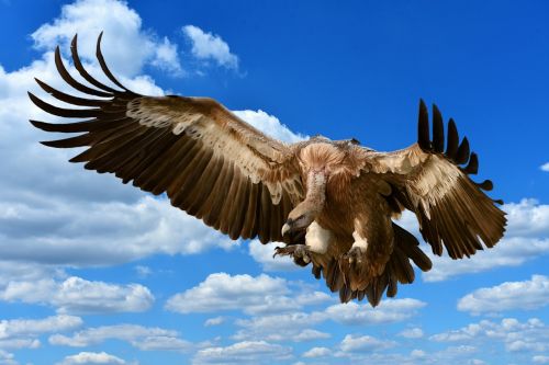 vulture bird prey