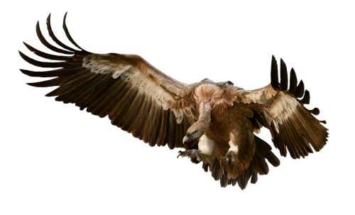 vulture bird prey