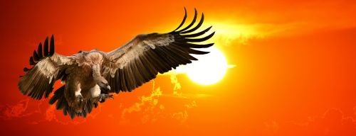 vulture sunset bird