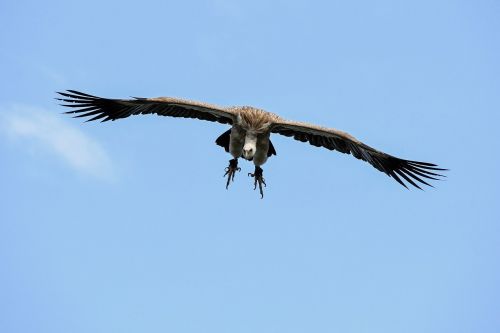 vulture fly landing