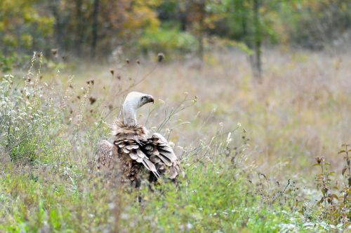 vulture nature raptor