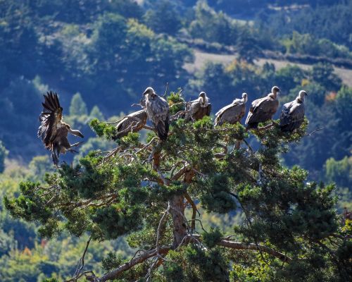 vulture tree raptor