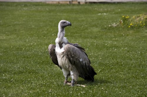 vulture bird raptor