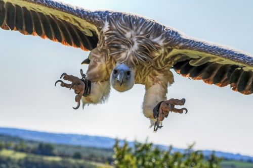 vulture flight landing