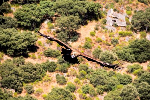 vulture nature birds