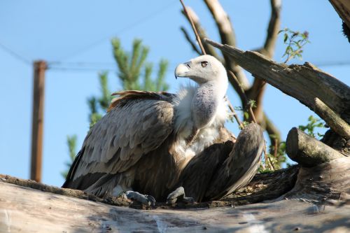 vulture bird zoo