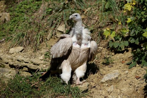 vulture griffon vulture bird
