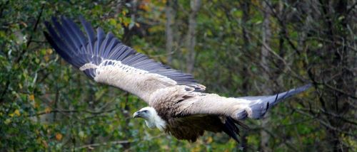 vulture flight animal world