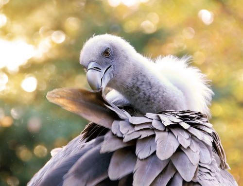 vulture zoo bird