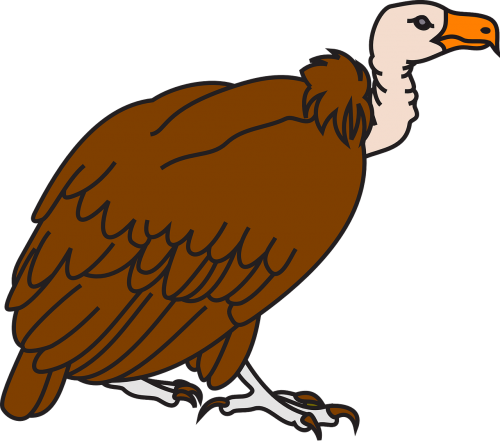 vulture brown big