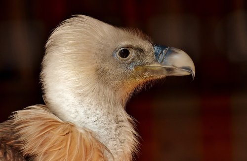 vulture  bird  bird of prey