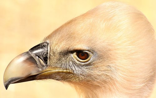 vulture  bird  bird of prey