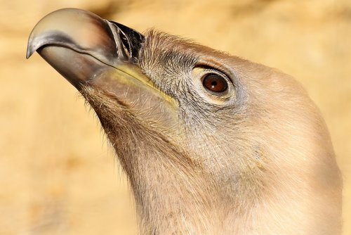 vulture  bird  bird of prey