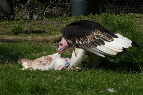 vulture  bird of prey  prey