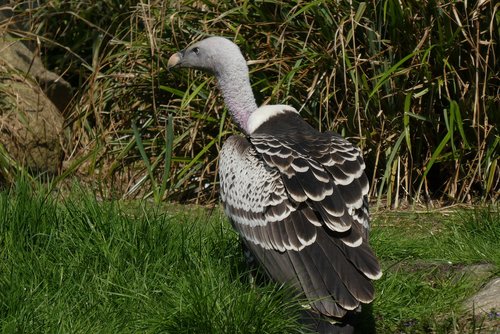 vulture  bird of prey  zoo