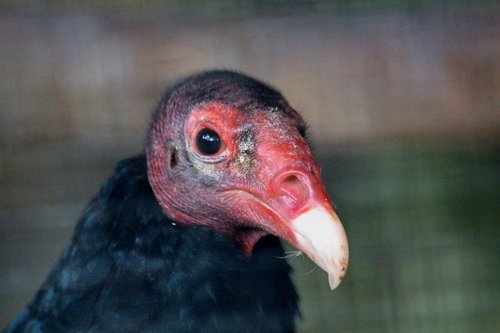 vulture  cathartes aura  vulture-turkey