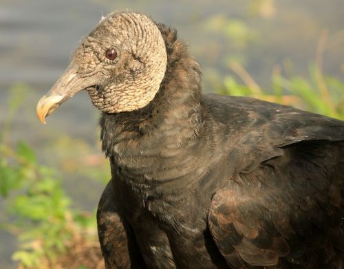 vulture black bird