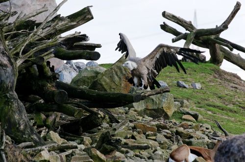 vulture griffon vulture scavengers