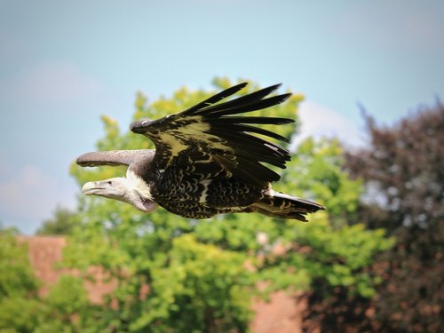 vulture  raptor  flight