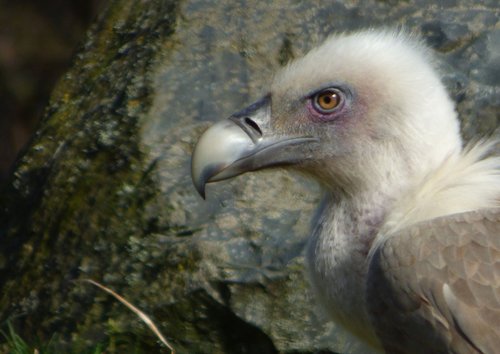 vulture  bird  nature