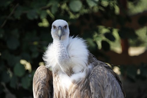 vulture  griffon vulture  bird