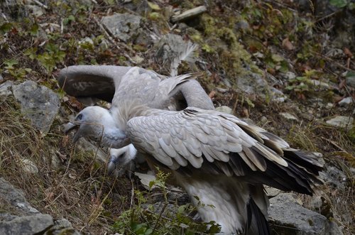 vulture  bird  scavengers