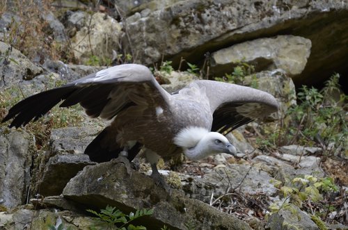 vulture  bird  scavengers