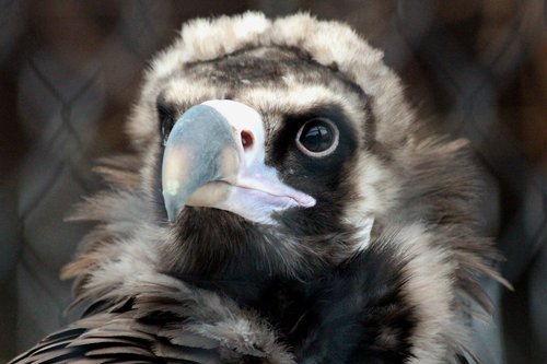 vulture  black vulture  aegypius monachus