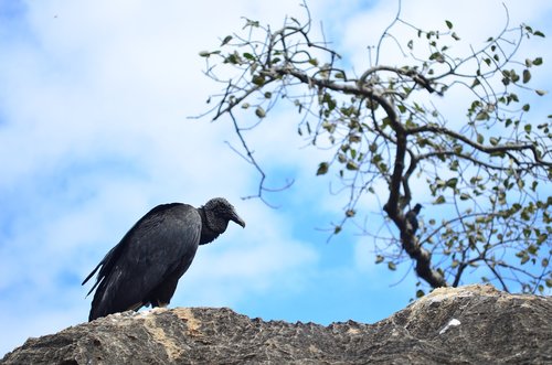 vulture  bird  paige