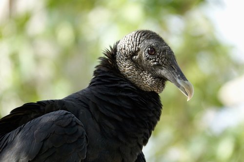 vulture  buzzard  bird