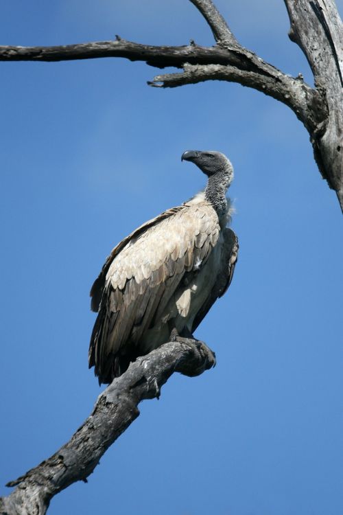 vulture wildlife bird