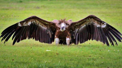 vulture  bird  animal