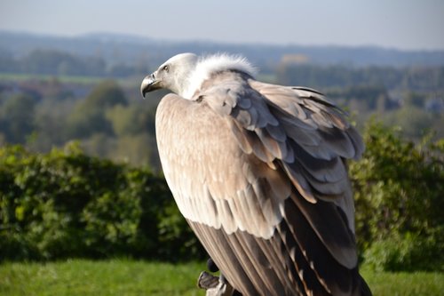 vulture  griffon vulture  bird