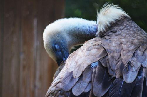 vulture animal clean