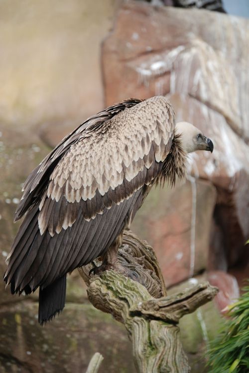 vulture griffon vulture scavenger