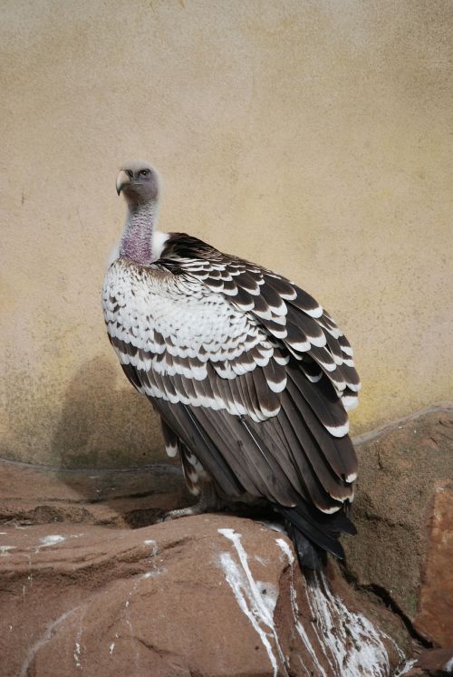 vulture scavenger beak